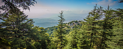 forest image